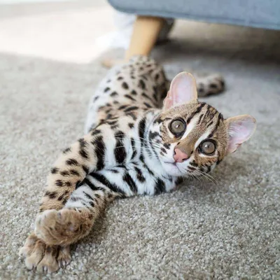 Леопардовая кошка фотографии