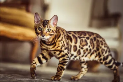 Леопардовая кошка: картина в формате webp