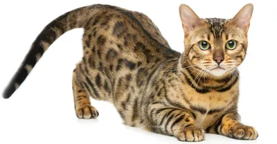 Изображение леопарда-кошки с пятнышками в формате jpg