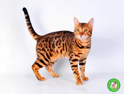 Фото леопардовой кошки в хорошем качестве