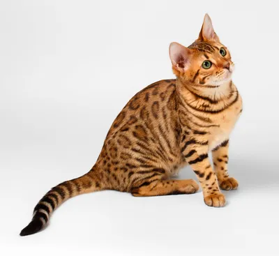 Изображение леопарда-кошки с низким разрешением