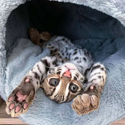 Фотография леопарда-кошки в формате png для скачивания