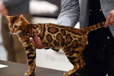 Картинка с леопардовой кошкой в рассветных тонах