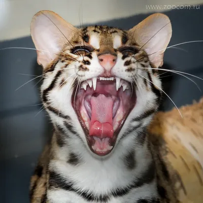Леопардовая кошка: фото в высоком разрешении