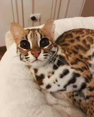 Изображение леопарда-кошки с впечатляющим окрасом