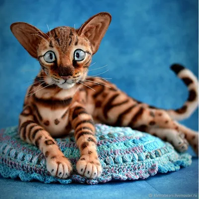 Леопардовая кошка в дикой среде обитания