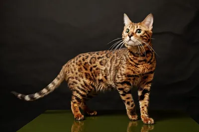 Изображение леопарда-кошки с потрясающей символикой