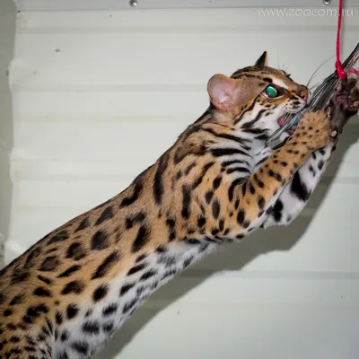 Леопардовая кошка: фото с прекрасным фоном