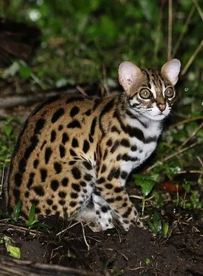 Фото леопардовой кошки на рассвете