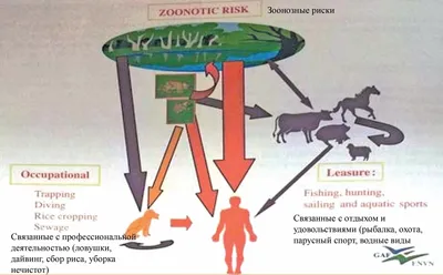 Зачем мы вакцинируем собак? Лептоспироз. | Dogville | Дзен