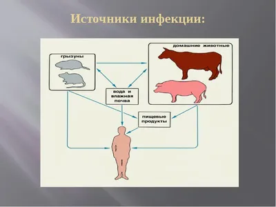 Болезни суставов у собак: симптомы и лечение - статьи о лечении в  ветеринарной клинике Dr.Vetson