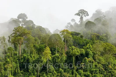 Лес после дождя: картины с древесной листвой и мягким освещением