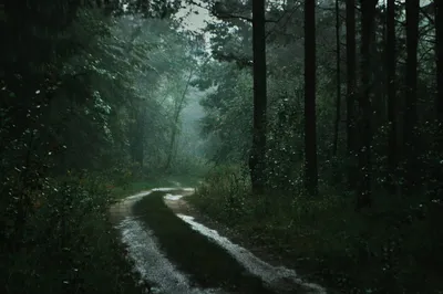 Лес после дождя: изображения природы, наполняющие душу энергией и покоем