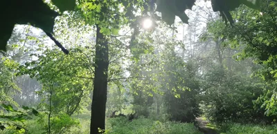 Лес после дождя: магические пейзажи, затягивающие в свою атмосферу