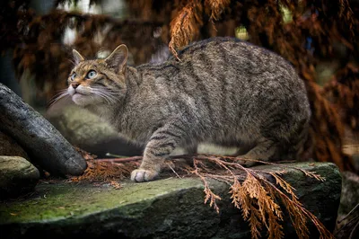 Изумительные фото лесной кошки