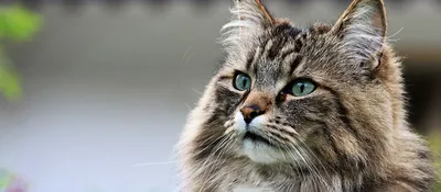 Фото, изображающие лесную кошку