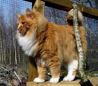 Фото лесной кошки во всех размерах