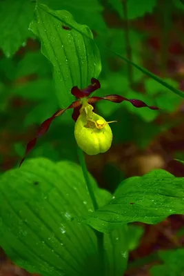 Лесная орхидея Ятрышник | Растения, Орхидея, Флора