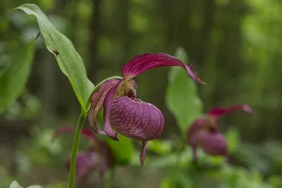 Лесная орхидея Полесского заповедника - Відкритий ліс