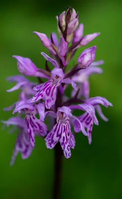 орхидеи России:любки, калипсо, дремлик широколистный, венерин башмачок