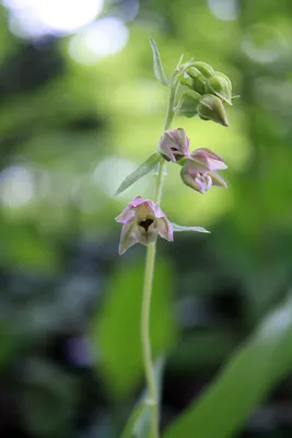 Лесная орхидея — Фото №142809