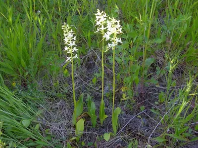 На территории нового питомника в Казани нашли лесную орхидею