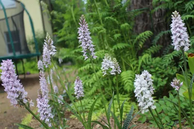 Лесная орхидея - фото автора GT на сайте Сергиев.ru