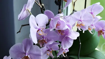 Редкие цветы сибири / Сибирская орхидея / лесная орхидея / +Экстаежник -  YouTube