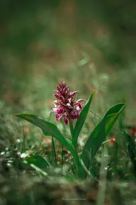 Милая лесная орхидея цветет в моем саду | Сад под Петербургом | Дзен