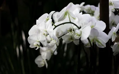 Лесные орхидеи Крыма