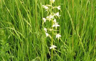 Белая лесная орхидея цефалотера - 55 фото
