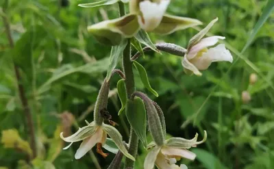 Биотехника Семена/ Беламканда/ Цветок леопарда Лесная орхидея