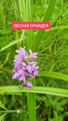 The English Soap Company Forest Orchid Guest Soaps - Мыло для гостей \"Лесная  орхидея\": купить по лучшей цене в Украине | Makeup.ua