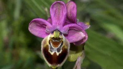 Лесная орхидея: Пыльцеголовник длиннолистный
