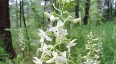 В национальном парке «Красноярские столбы» зацвела редкая лесная орхидея -  KP.RU