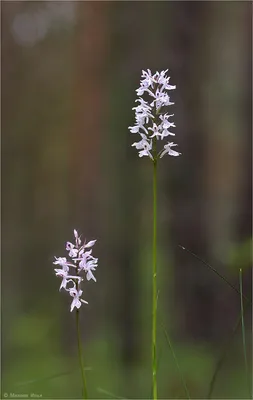 Лесная орхидея зацвела в подмосковных лесах
