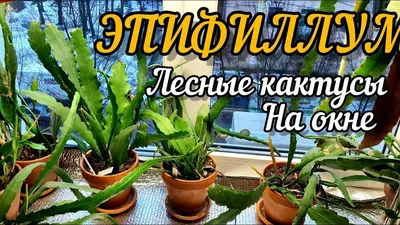 Лесные кактусы - тропическая красота в доме