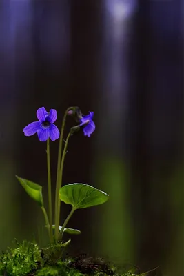 Лесная фиалка. Photographer Yuliya Borzilova