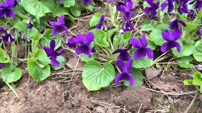 Pin de Leah Fretwell em Violets | Flores, Flor rasteirinha