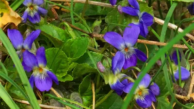 Листья Фиалки Лесной — Ceramic Flowers