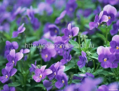 Фиалка лесная Viola sylvatica
