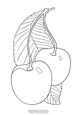 раскраски детские окружающий мир раскраски для детей с ягодами