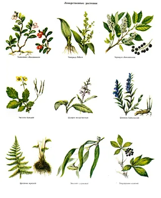 Файл:Цветок лесной клубники.JPG — Википедия