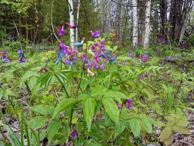 Репродукция картины \"Лесные цветы\". Картина маслом на холсте \"Лесные цветы\"