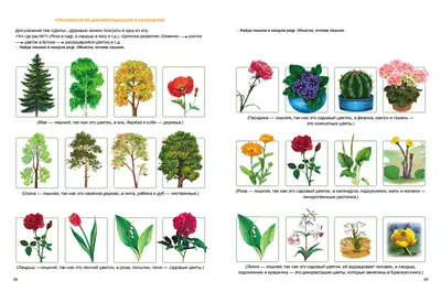 Полевые и лесные цветы: ботаническое описание, фото