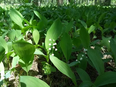 Анемона лесная, или Ветреница лесная (Anemone sylvestris) | BOTSAD.BY