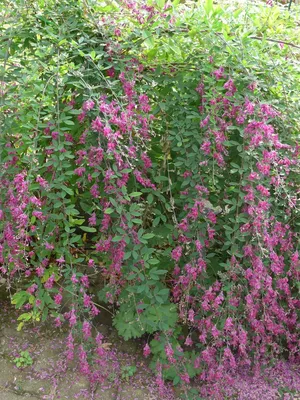 Леспедеца Двухцветная / Леспедица / Lespedeza Bicolor / Трава сушеная