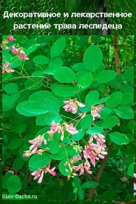 Lespedeza bicolor - Изображение особи - Плантариум