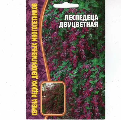 Леспедеца двуцветная. Купить леспедецу двуцветную: саженцы, семена /  Женьшень