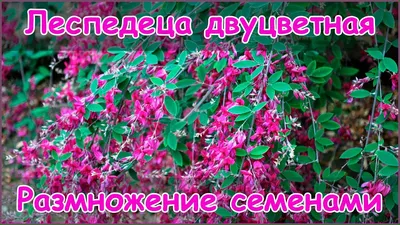 Леспедеца двуцветная. Купить леспедецу двуцветную: саженцы, семена /  Женьшень